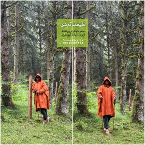 منظره پاییزی جنگل با رنگ‌های گرم