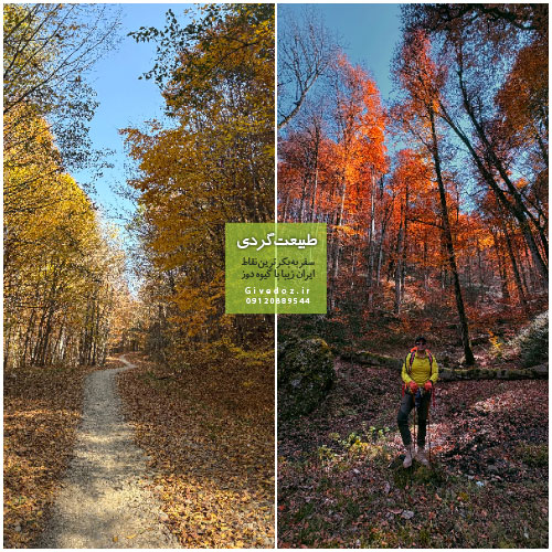 تجربه سفر به جنگل‌های راش سمنان