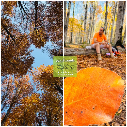 راهنمای پیمایش جنگل‌های مرسی‌سی و راش