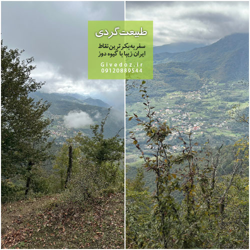 جنگل ارفع ده