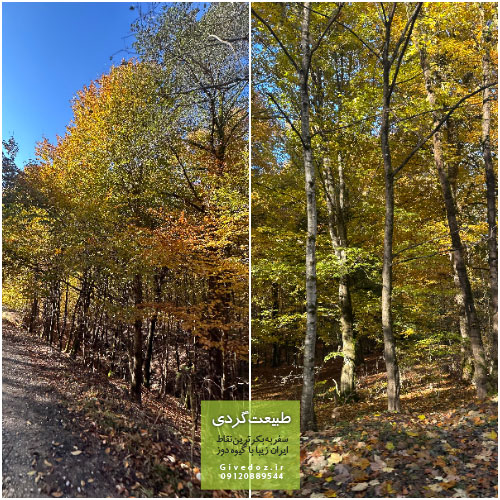جنگل راش روستای سنگده