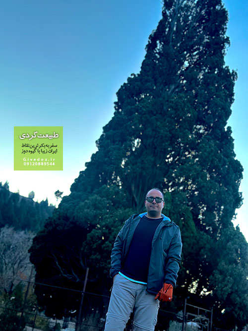 عکس سرو هرزویل منجیل