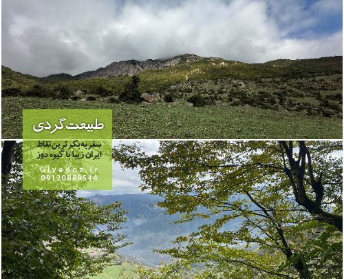 جنگل ارفعده