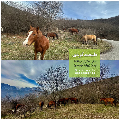 ادرس جنگل الیمستان