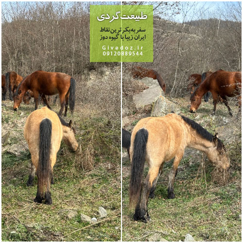 عکس جنگل الیمستان