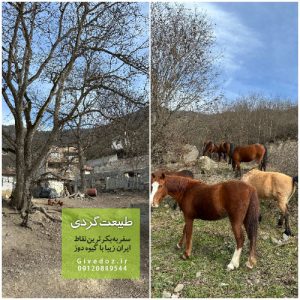 راه دسترسی جنگل الیمستان