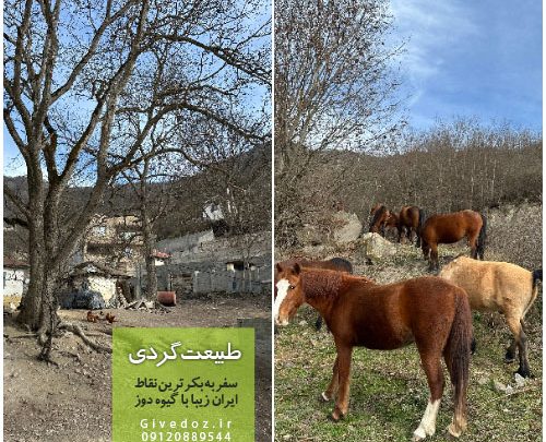 راه دسترسی جنگل الیمستان